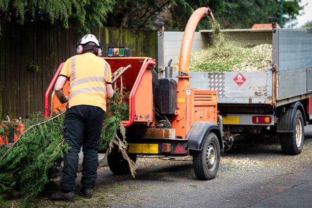 Emergency Storm Tree Removal in Sumner, WA